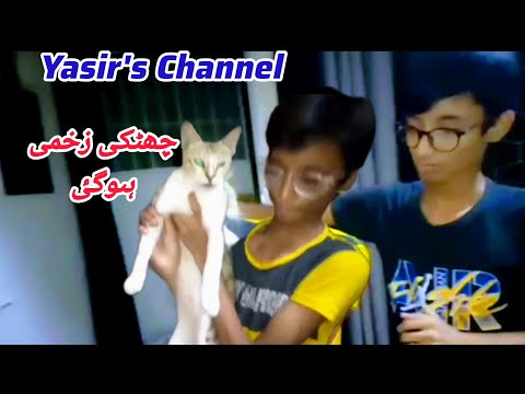 #chutkikapairzakhmihogia@yasir'schannel catvlogs #catfunny #catlover #funnycatvideos #funnyvlogs