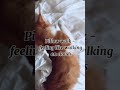 Pillow Walk