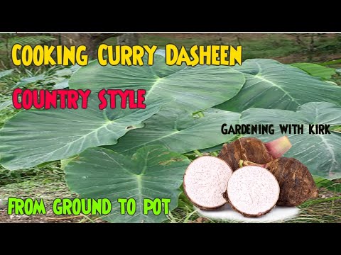 Cooking Curry Dasheen Country style.
