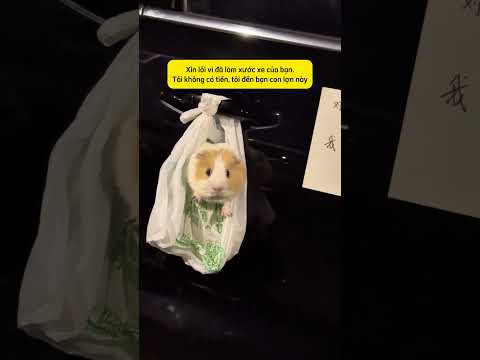 cạn lời với con sen #cho #pets #thucung