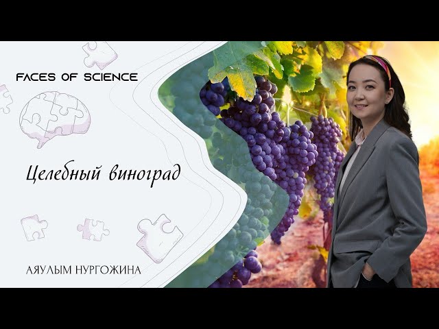 Аяулым Нургожина. Целебный виноград