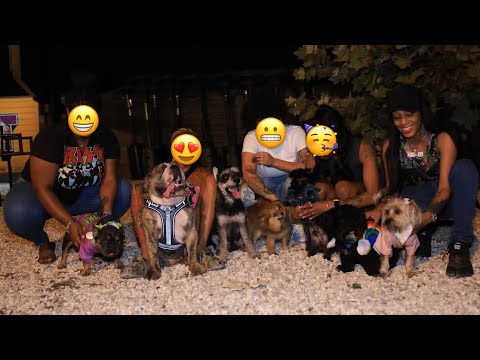 We Finally Linked Up To Throw Our Dogs A Party Together 😱❤️🐶