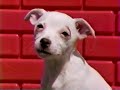 Nickelodeon 1998 Bumper Nick Jr Puppies Franklin