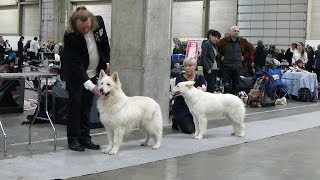 preview picture of video 'Fredericia 20140209 DKK Hvid Schweizisk Hyrdehund'