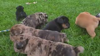 Video preview image #1 Beabull Puppy For Sale in ARTHUR, IL, USA