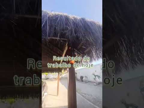 Nosso trabalho  na cidade de Itaitinga ce. Limpeza de terreno corte de grama é poda de árvore.