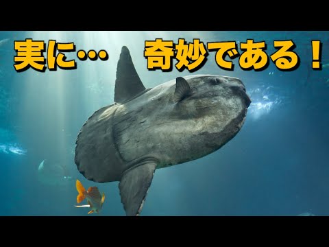 マンボウ - 特徴、生息地、摂食および繁殖