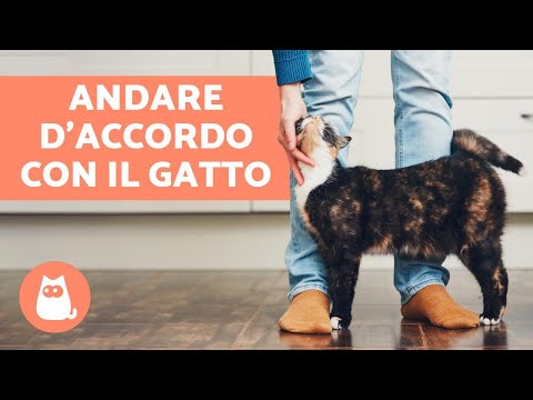 10 TRUCCHI per andare d'accordo con il GATTO in casa
