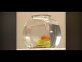 Elmo S World Hats Song