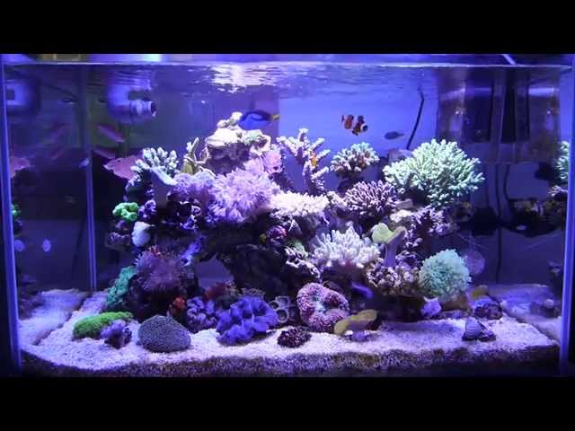 marine aquarium reef tank 55gallon 200L