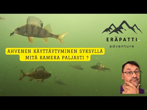 Ahvenen Käyttäytyminen Syksyllä - Mitä Kamera Paljasti?
