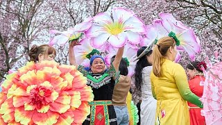El Festival de los Cerezos en Flor de Berlín atrae a visitantes de todo el mundo esta primavera