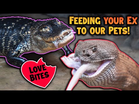 Feeding Your Exes to our Reptiles for Valentine's Day!