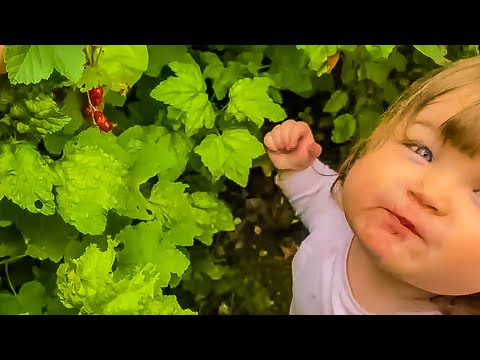 Emilia Goes Fruit Picking For Redcurrants (berries)!