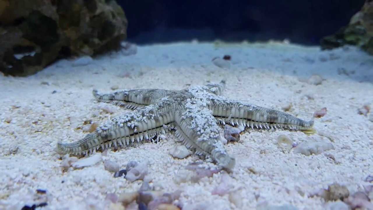 Sand Sifting Starfish Care Guide Astropecten Polycanthus sand-sifting-starfish-care-guide-astropecten-polycanthus
