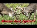 Ultimate Buck Fight Compilation Monster Buck Fights