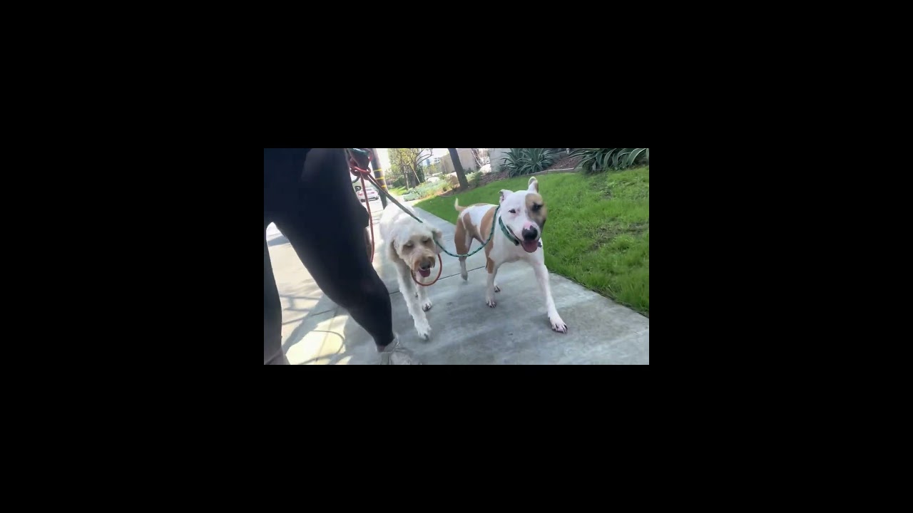 Enlarge Cheerio-ADOPT Me!!, a ADOPTABLE Bull Terrier in Redondo Beach, CA video 5/6