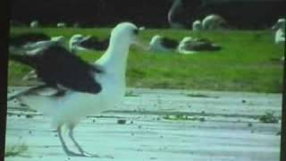 der flug des albatross