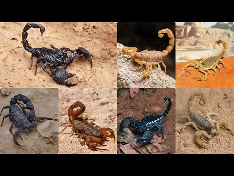 Unveiling the Secret Lives of Scorpions: Nature's Stealthy Predators
