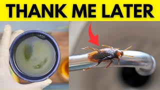 Get Rid of American Cockroach Naturally, Permanently, and Forever in Apartments and Kitchens
