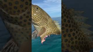 PEZ🐟 Sin Medio Cuerpo | #SHORT