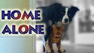 Home Alone with Nana & Kaiser