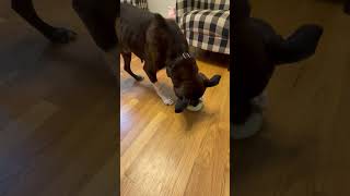 Video preview image #1 American Staffordshire Terrier-Labrador Retriever Mix Puppy For Sale in Holly Springs, NC, USA