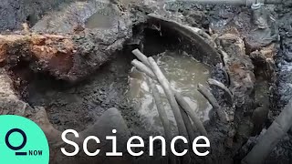 西伯利亞永凍層融化 罕見冰河期長毛犀牛出土[影]