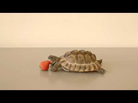 One Of Alan Rickman’s Last Acting Gigs Was A PSA With A Tortoise To Help Refugees