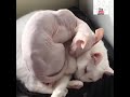 Beautifull Sphynx Cat Cuddles Up To Furry Cat, Video Sphynx Cat paling heboh!