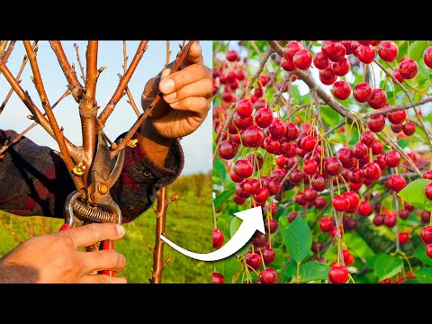 , title : 'How to Prune Cherry Trees for Maximum Production'