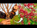How To Prune Cherry Trees For Maximum Production