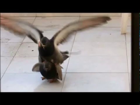 CARLO AURUCCI - A LOVE STORY - UNA STORIA D'AMORE