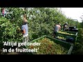 Appeloogst uitzonderlijk vroeg door hitte| RTV Utrecht