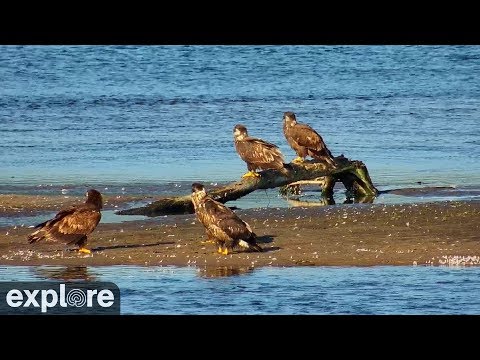 Lake Onalaska, Mississippi River live webcam