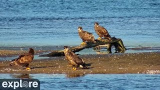 Mississippi River Flyway Cam (Explore.org)