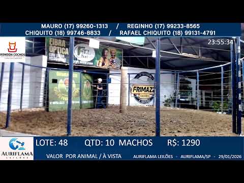 LEILÃO AURIFLAMA LEILÕES - 29/01/2026 - AURIFLAMA/SP - AO VIVO GADO BOI@HOJE