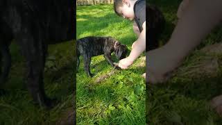 Video preview image #10 Mastiff Puppy For Sale in FULTON, NY, USA