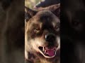 Attacked By His Own Mother Wolfblood