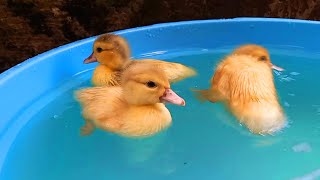 Bebek Bebek Lucu Melompat Minum Air Dikolam Warna Warni Pelangi Asik  Berenang Renang