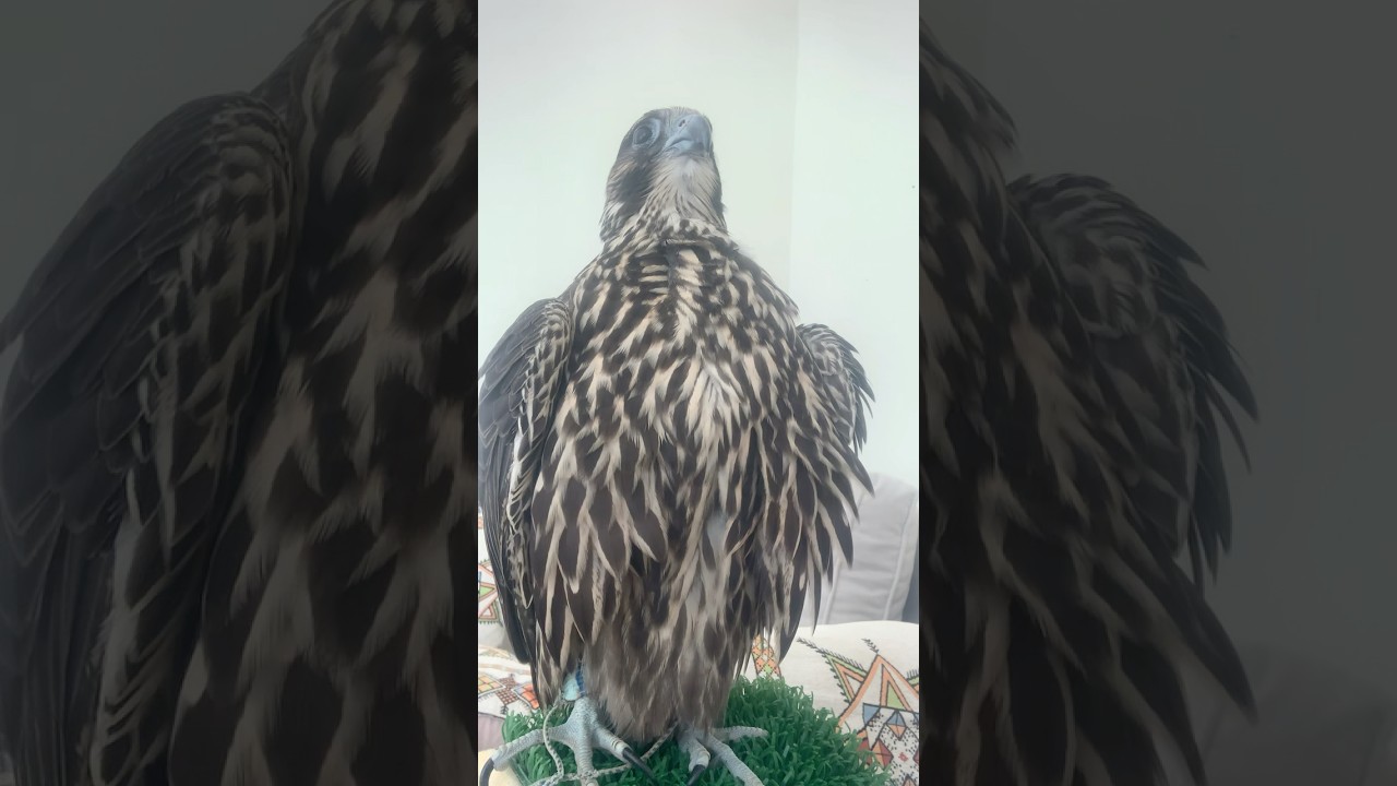 🦅 Falcon Cleaning Feathers | Calm & Peaceful Moment 🌿