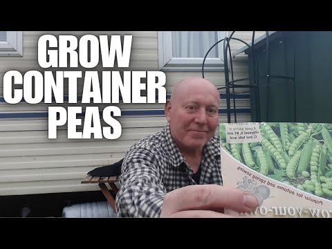 How To Grow Container Peas [Container Gardening ]