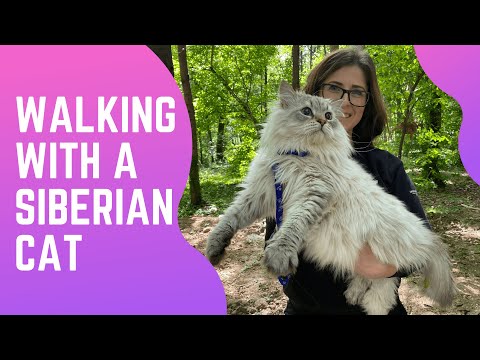 Walking with a Siberian cat