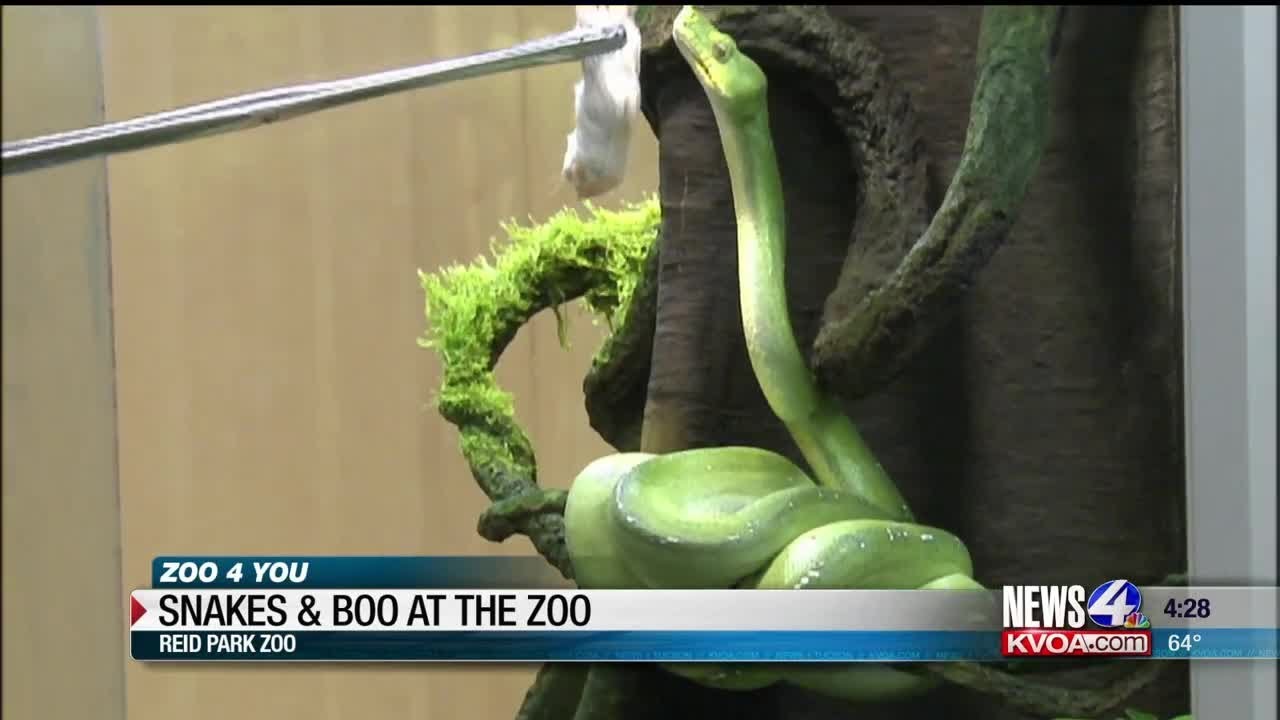 Zoo 4 You: Green Tree Python