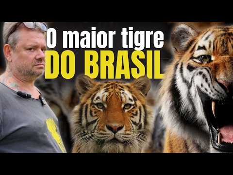 WOULD YOU HAVE THE COURAGE? A FACE TO FACE ENCOUNTER WITH A TIGER!