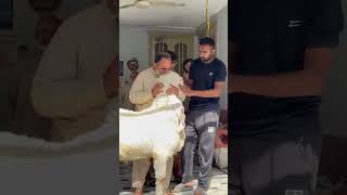 Download lagu Shepoou No Mor Kuda Haafiz dumaa animallover#ytshorts #tarendeng #nature #viralvideo mp3 Download lagu Shepoou No Mor Kuda Haafiz dumaa animallover#ytshorts #tarendeng #nature #viralvideo mp3