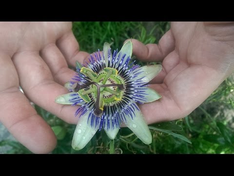 Passionsblume vermehren durch Ableger Steckling maracuja passiflora#garden #passiflora