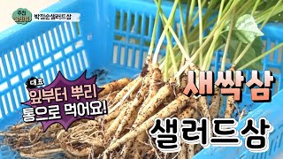 인삼을 하우스에서 재배 새싹삼,샐러드삼 사계절 먹을수 있다