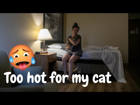 From Van life to hotel life- Too hot for my cat