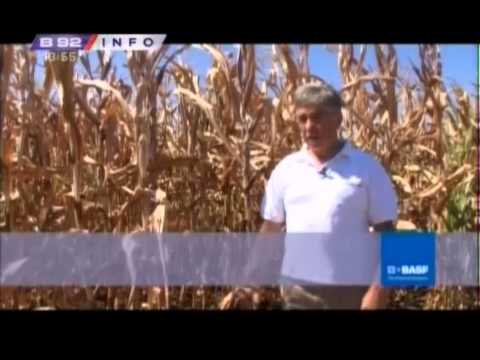 BASF interventna crvenilo kukuruza